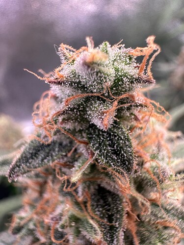 Growreport Bild 4