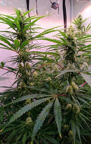 Growreport Bild 3