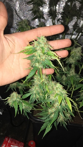 Growreport Bild 2