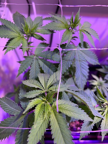 Growreport Bild 9