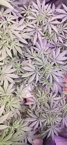 Growreport Bild 1