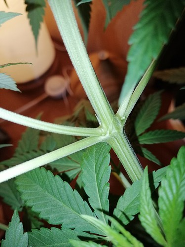 Growreport Bild 1