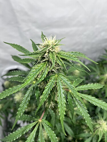 Growreport Bild 15
