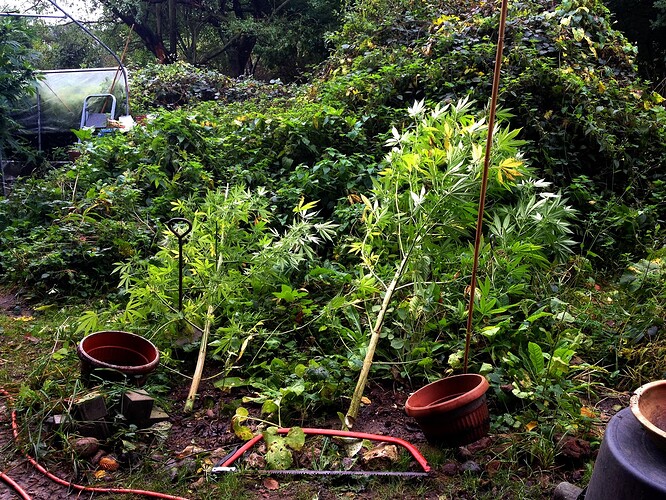 Growreport Bild 1