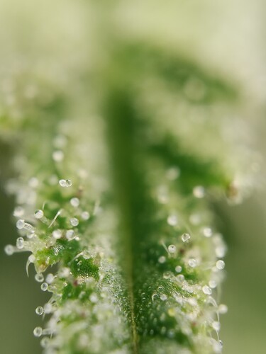 Growreport Bild 32