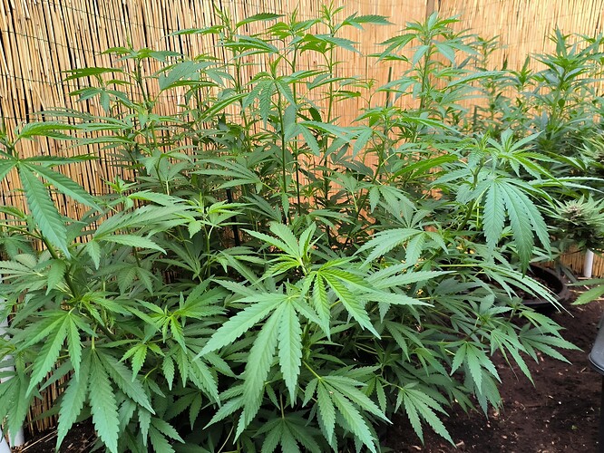 Growreport Bild 7