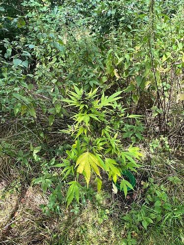 Growreport Bild 3