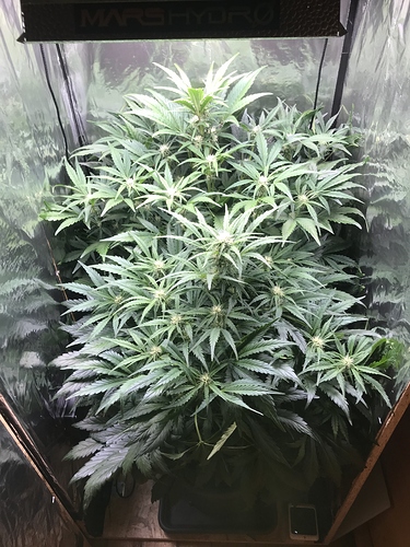 Growreport Bild 1