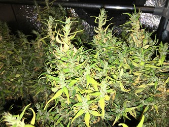 Growreport Bild 7
