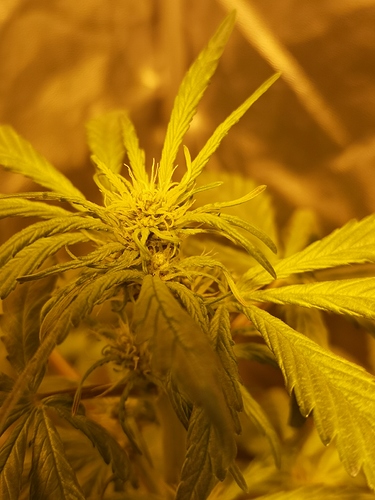 Growreport Bild 3