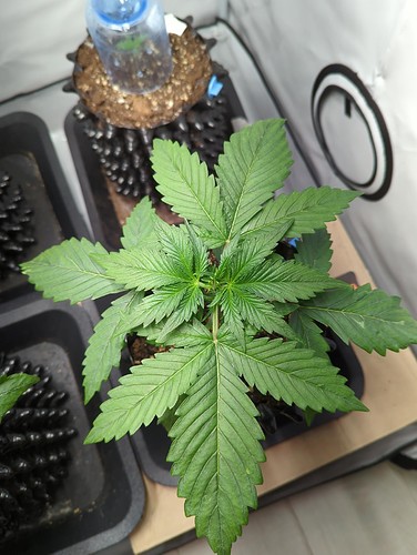 sensi_skunk_wt10_vor_umtopfen
