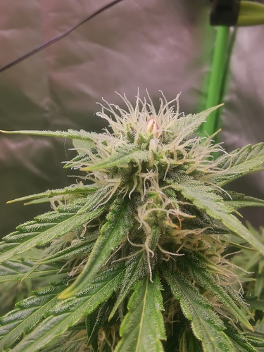 Growreport Bild 2