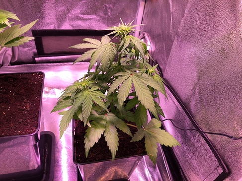 Growreport Bild 22