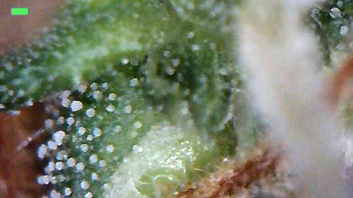Growreport Bild 3