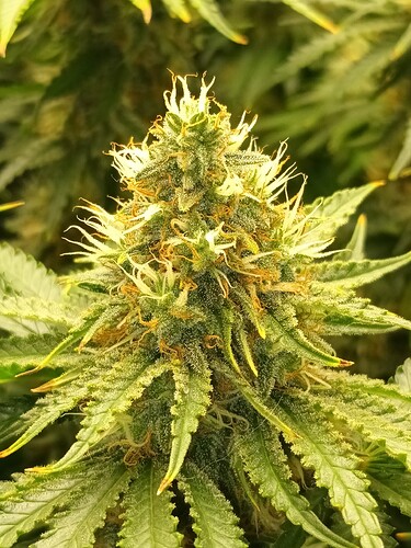 Growreport Bild 2