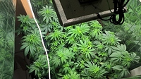 Growreport Bild 7