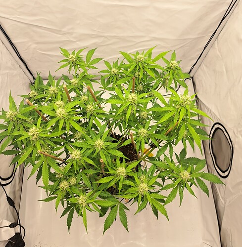 Growreport Bild 3