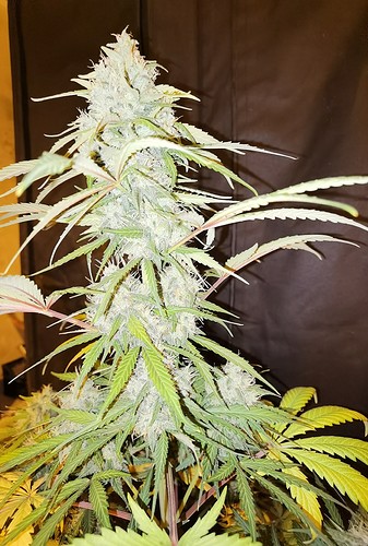Growreport Bild 27