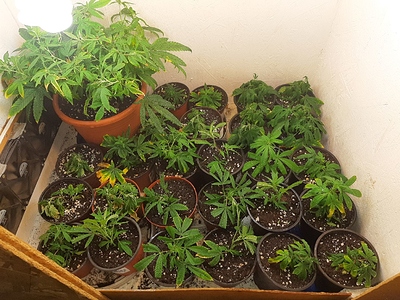 Growreport Bild 16