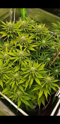 Growreport Bild 11