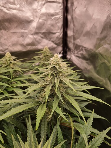 Growreport Bild 2