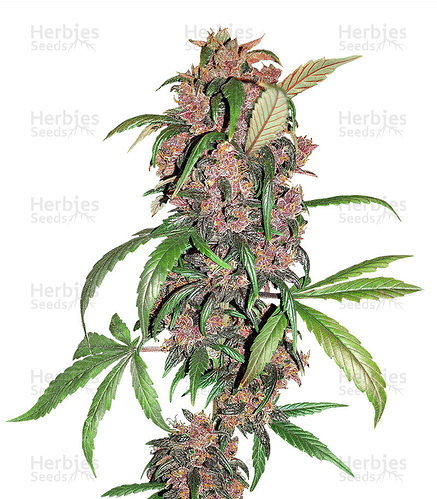 Growreport Bild 19