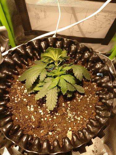 Growreport Bild 3