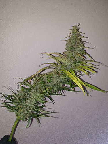 Growreport Bild 2