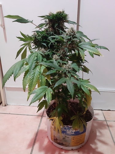 Growreport Bild 3