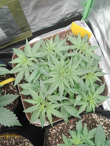 Growreport Bild 14