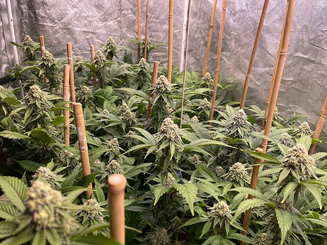 Growreport Bild 4