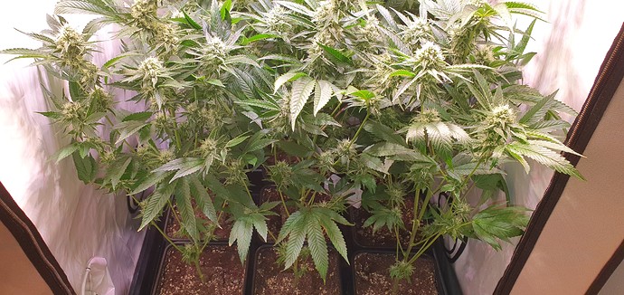 Growreport Bild 8