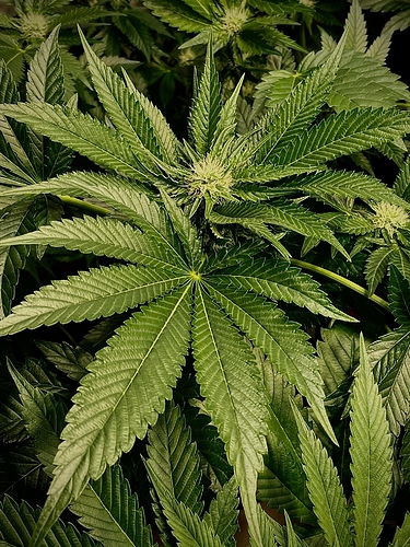 Growreport Bild 4