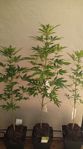 Growreport Bild 48