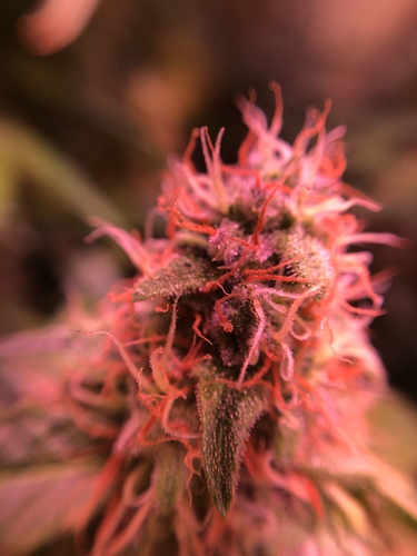 Growreport Bild 5