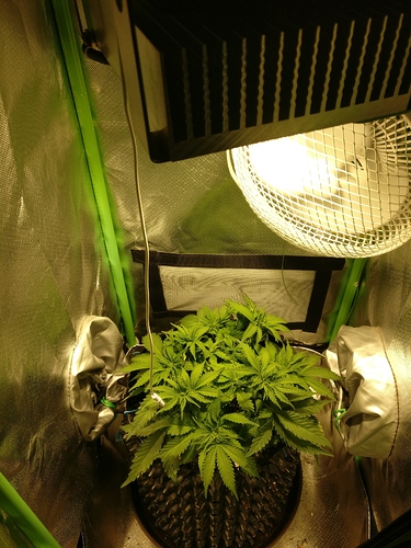 Growreport Bild 4