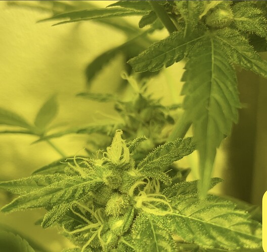 Growreport Bild 1