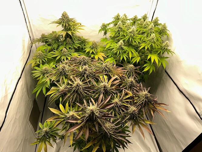 Growreport Bild 7