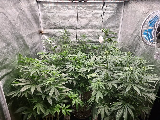 Growreport Bild 38