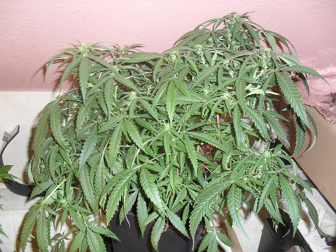 Growreport Bild 5