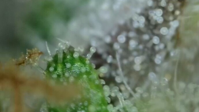 Growreport Bild 59