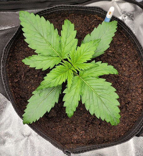 Growreport Bild 146