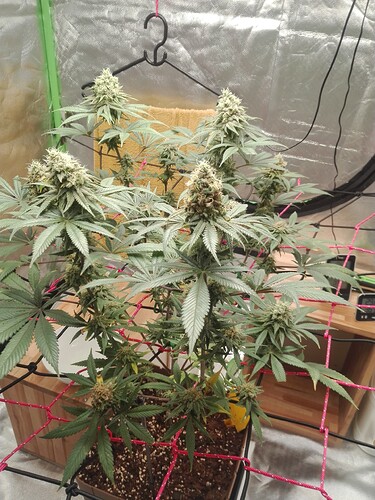 Growreport Bild 1