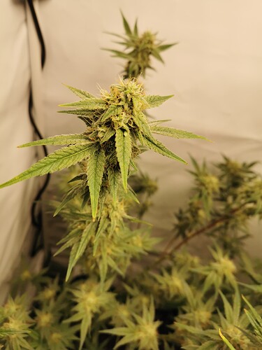 Growreport Bild 13