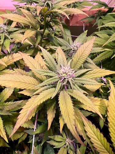 Growreport Bild 6