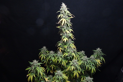 Growreport Bild 11