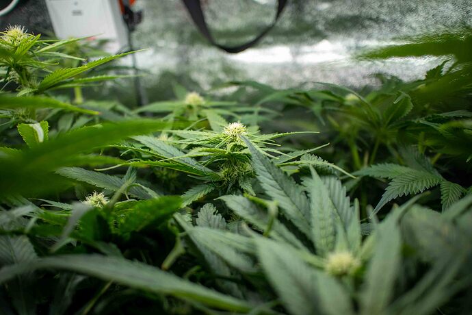 Growreport Bild 6