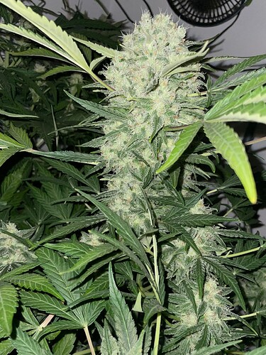 Growreport Bild 17