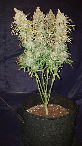 Growreport Bild 1