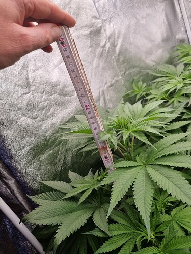 Growreport Bild 34